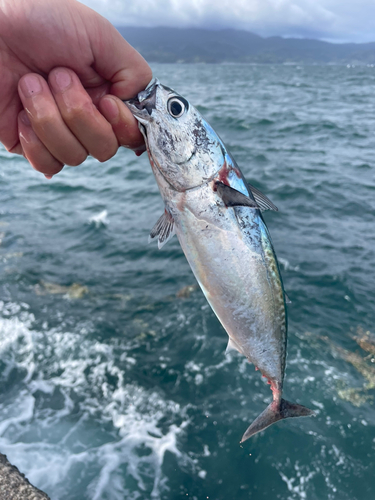 ソウダガツオの釣果