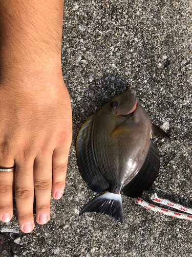 トカジャーの釣果