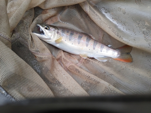 アマゴの釣果