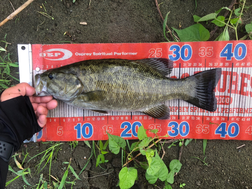 スモールマウスバスの釣果