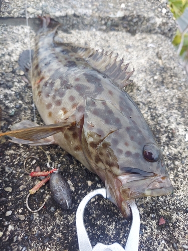 チャイロマルハタの釣果