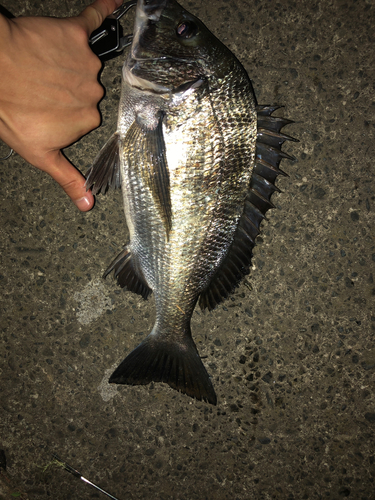 クロダイの釣果