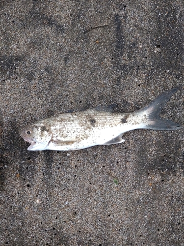 ツバメコノシロの釣果