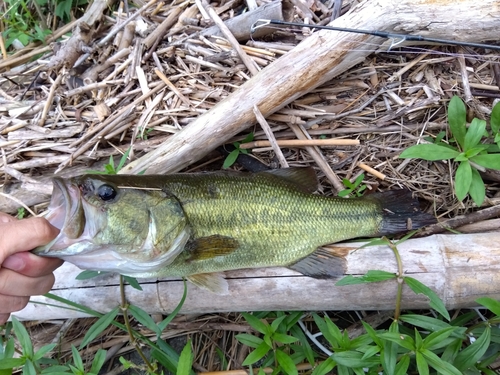 ラージマウスバスの釣果