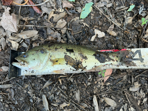 ブラックバスの釣果