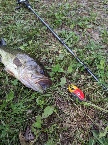 ブラックバスの釣果