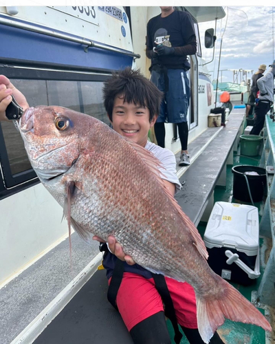 マダイの釣果