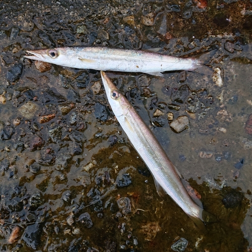 カマスの釣果