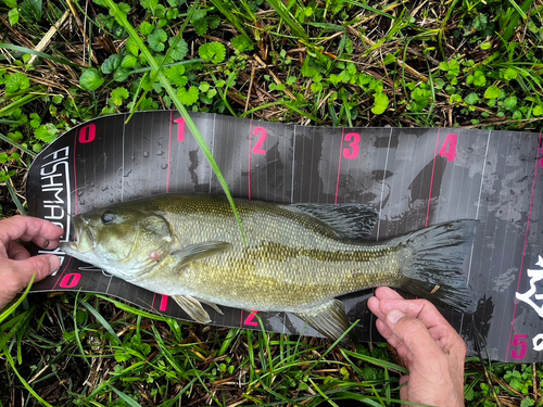 スモールマウスバスの釣果