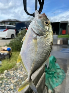 メッキの釣果