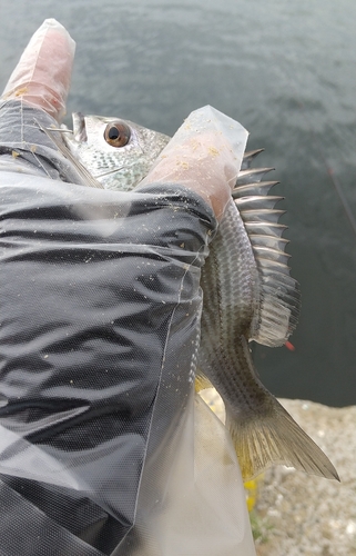 キビレの釣果