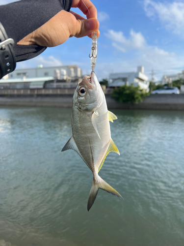 メッキの釣果