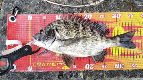 クロダイの釣果