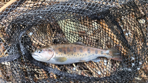 ヤマメの釣果