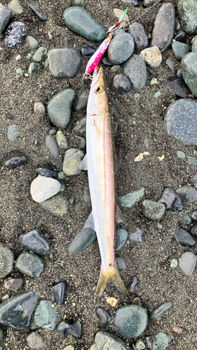 カマスの釣果