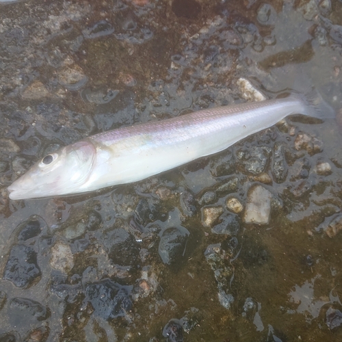 キスの釣果