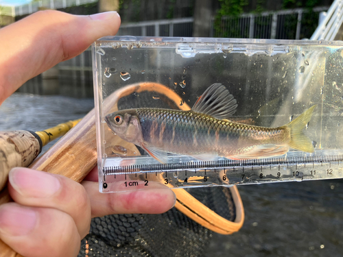 オイカワの釣果