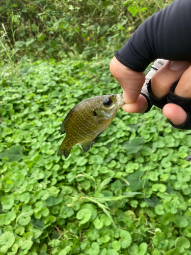 ブルーギルの釣果