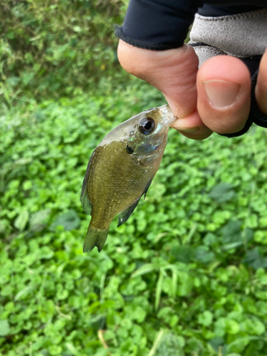 ブルーギルの釣果