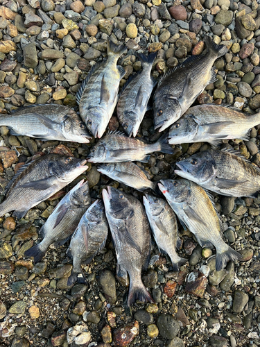 クロダイの釣果