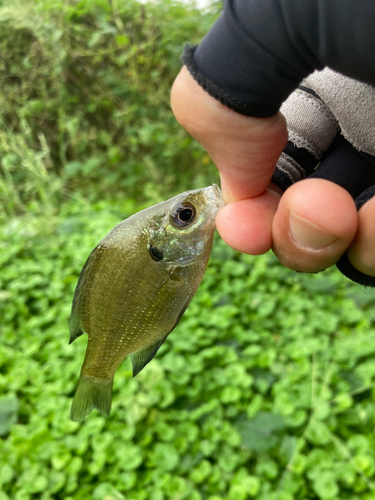 ブルーギルの釣果