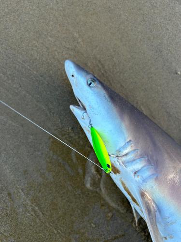 サメの釣果