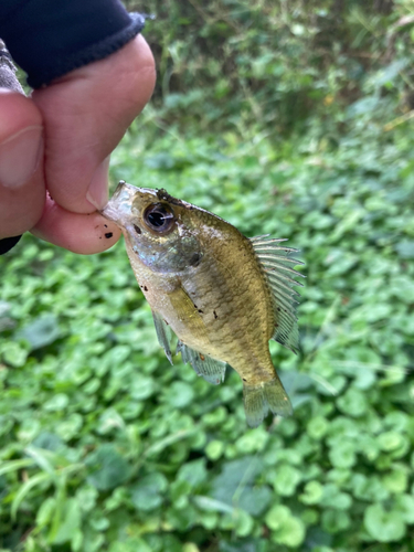 ブルーギルの釣果