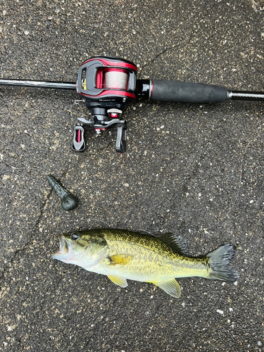 ラージマウスバスの釣果