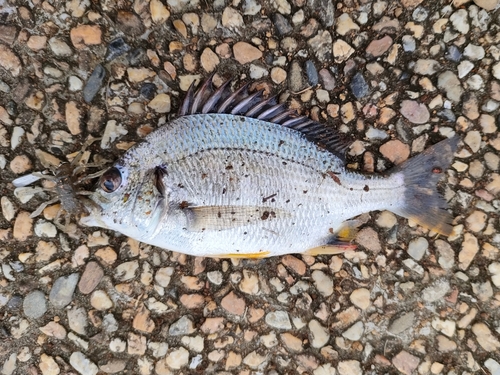 キビレの釣果