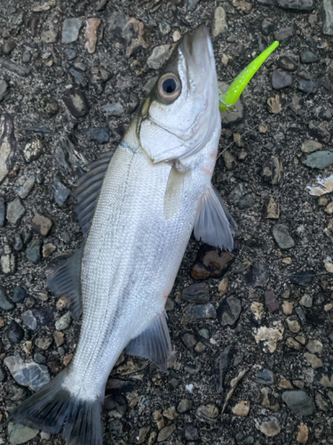 ヒラスズキの釣果