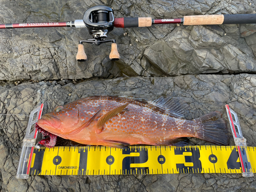 アコウの釣果