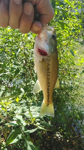 ラージマウスバスの釣果