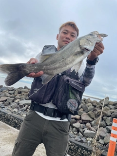 スズキの釣果