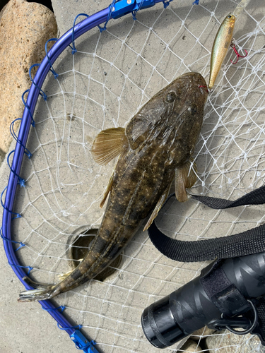 コチの釣果