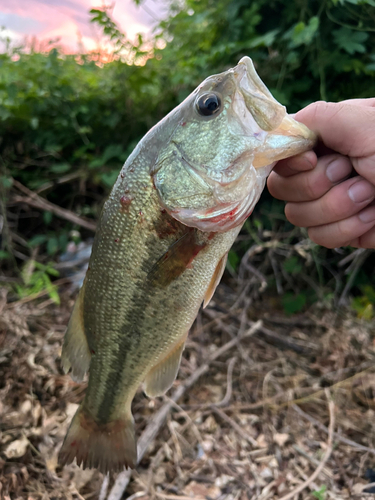 ブラックバスの釣果