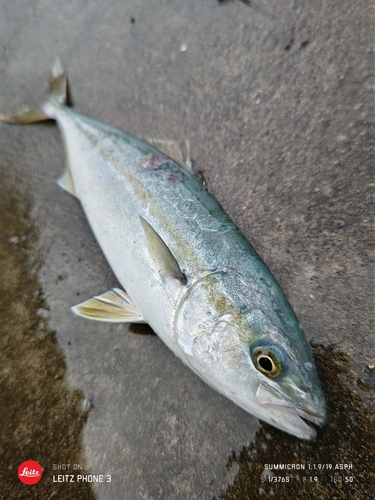 イナダの釣果