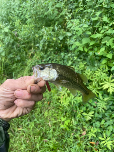 ブラックバスの釣果