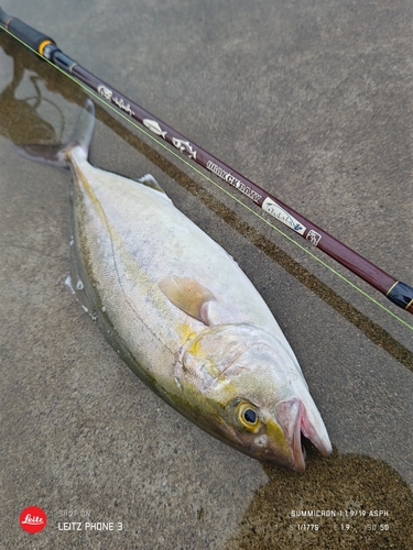 ショゴの釣果