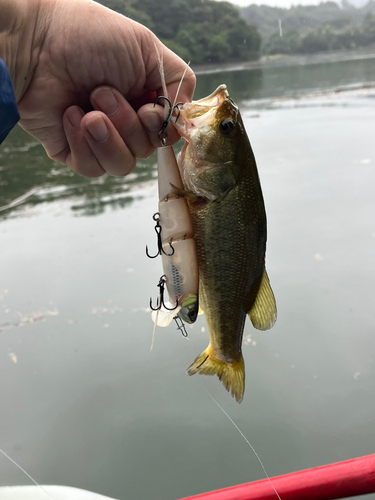 ラージマウスバスの釣果