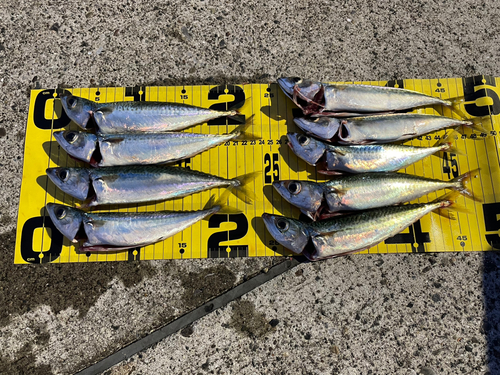 サバの釣果