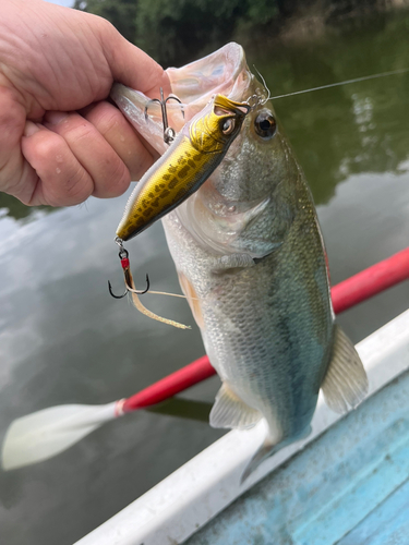 ラージマウスバスの釣果