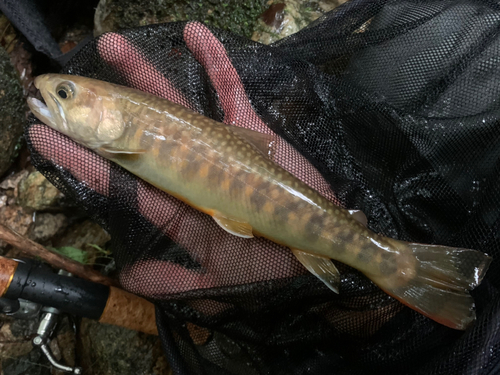 ニッコウイワナの釣果