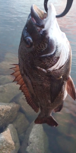 クロマグロの釣果