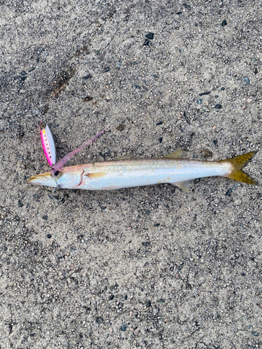 カマスの釣果