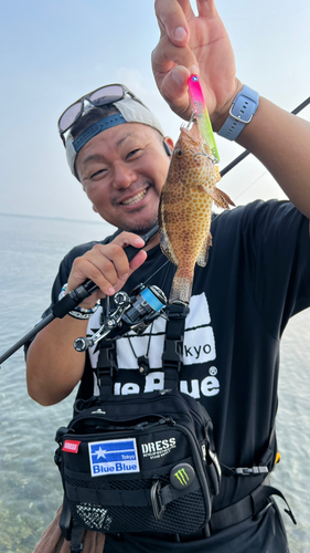 オオモンハタの釣果