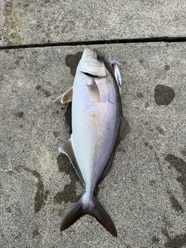 ショゴの釣果