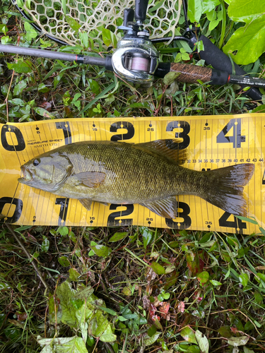 スモールマウスバスの釣果