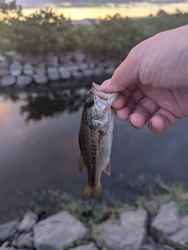 ブラックバスの釣果