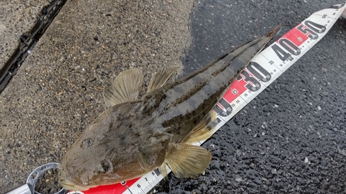 マゴチの釣果