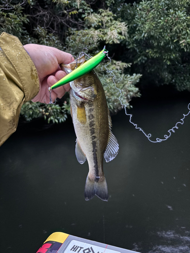 ラージマウスバスの釣果